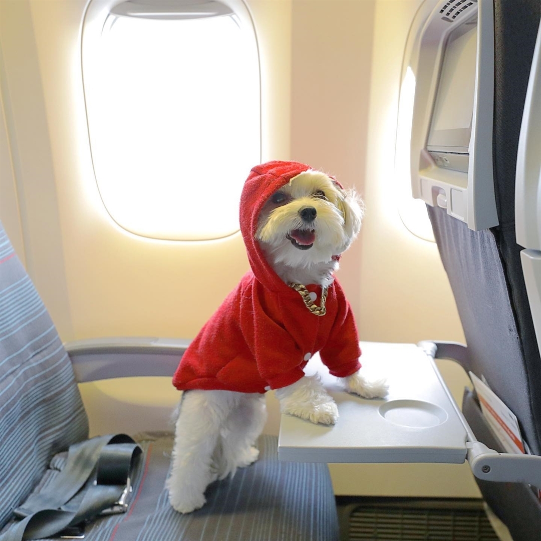 A Maltese wearing a red jacket inside the plane while standing up in the chair and leaning towards the desk