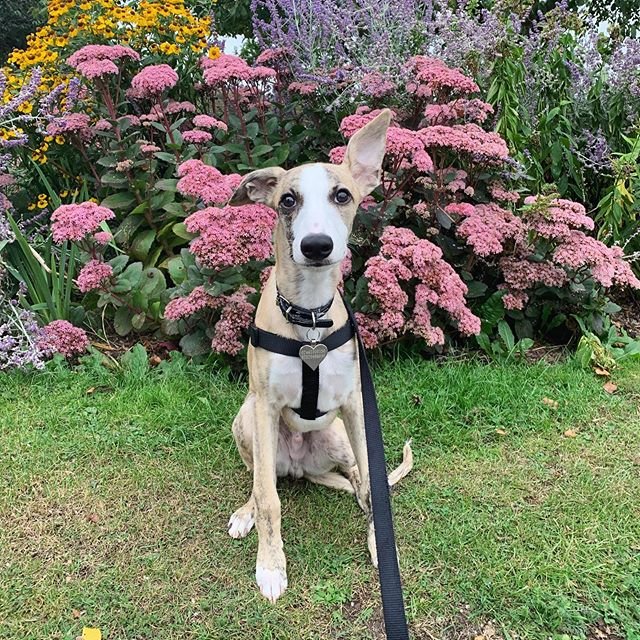 Whippet with its one ear up sitting on the grass with flowers behind him