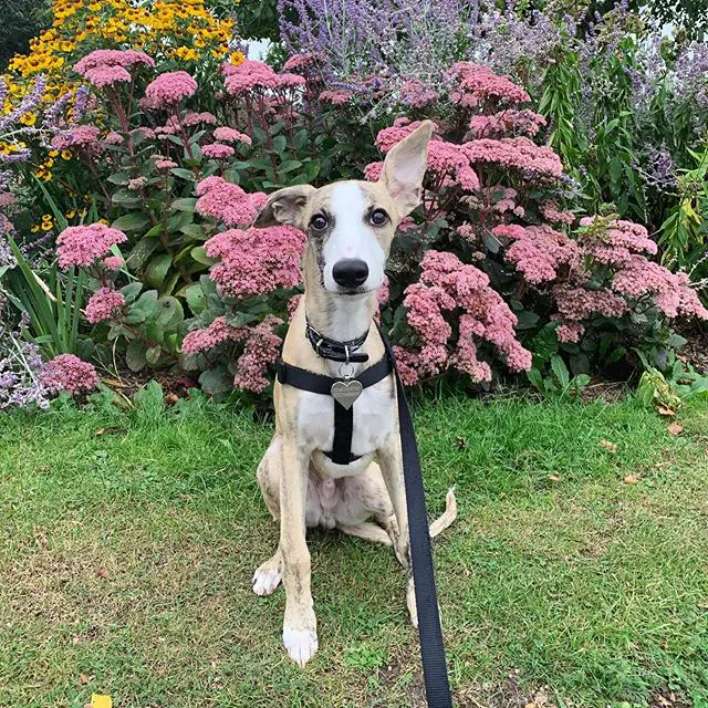 Whippet with its one ear up sitting on the grass with flowers behind him