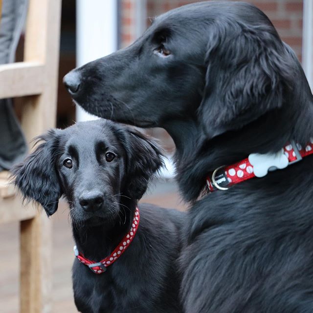 black Flat Coated Retriever adult and puppy