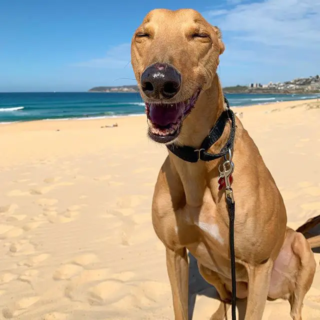 A Greyhound sitting in the sand while smiling