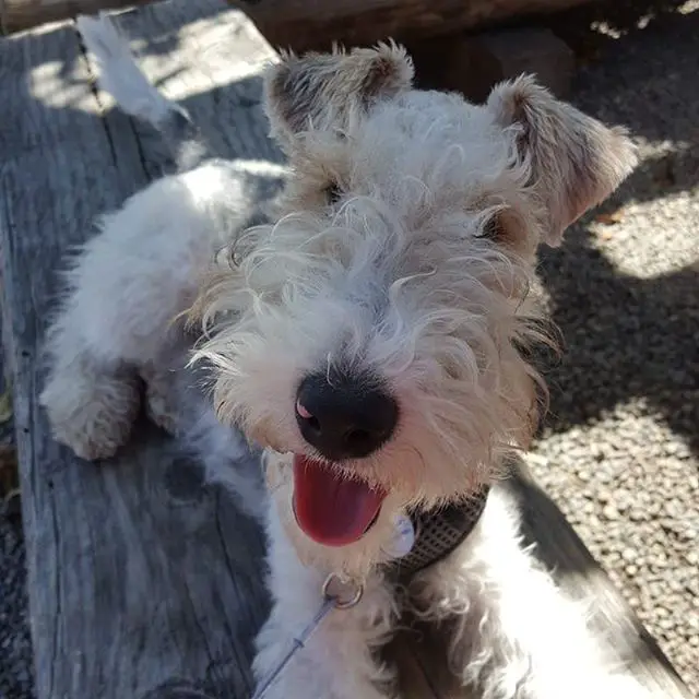 A Fox Terrier lying on the bench while sticking its tongue out