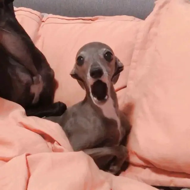 A Greyhound lying on the bed