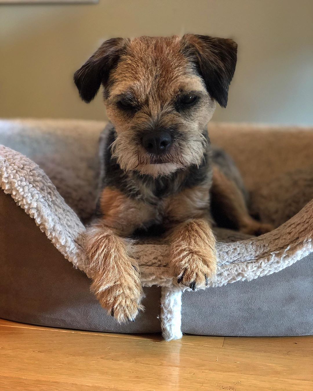 Border Terrier lying on its bed