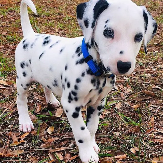 A Dalmatian puppy walking at the park
