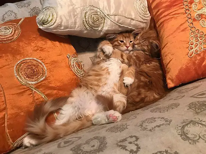 A Maine Coon Cat lying on its back on the couch