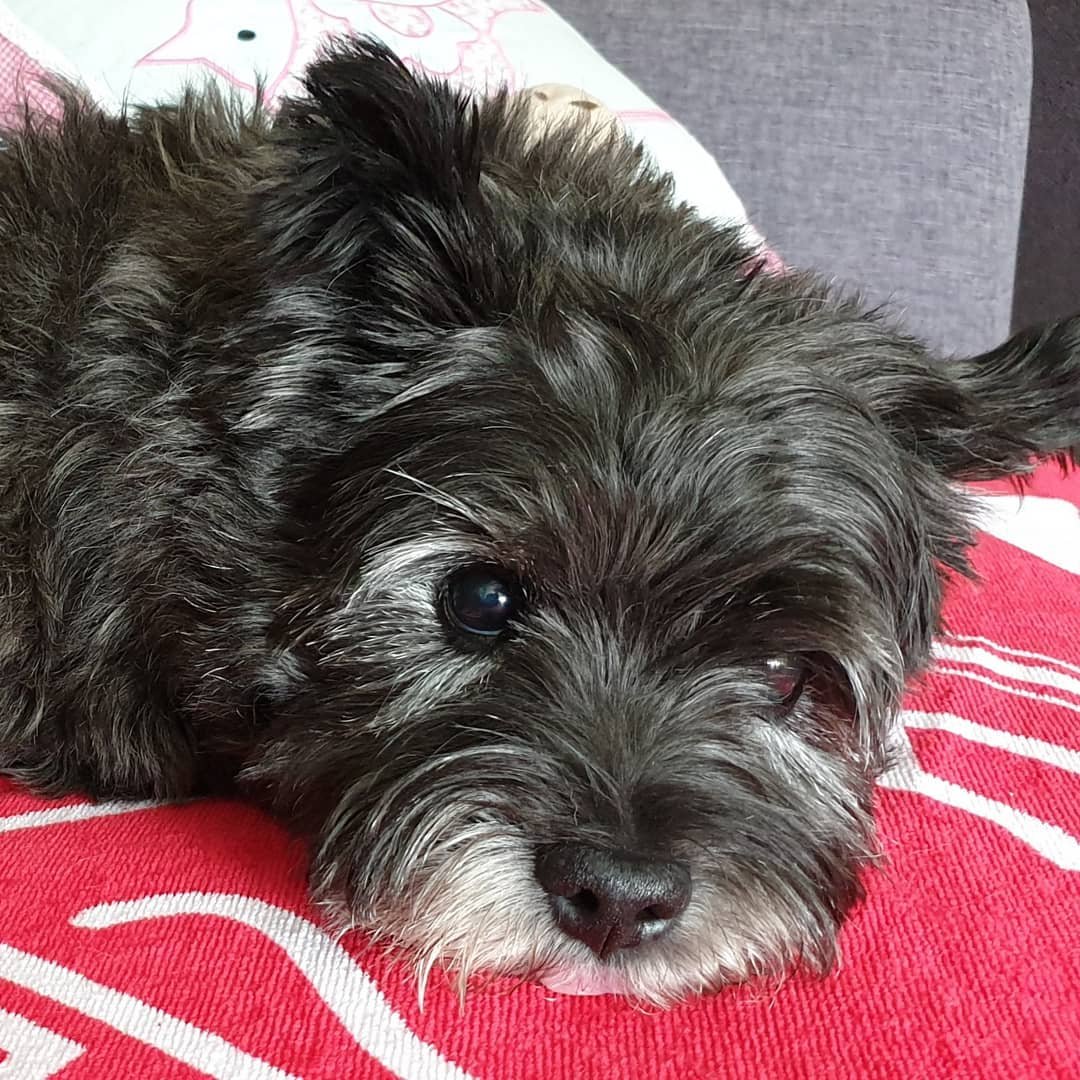 A Cairn Terrier puppy lying down on the couch