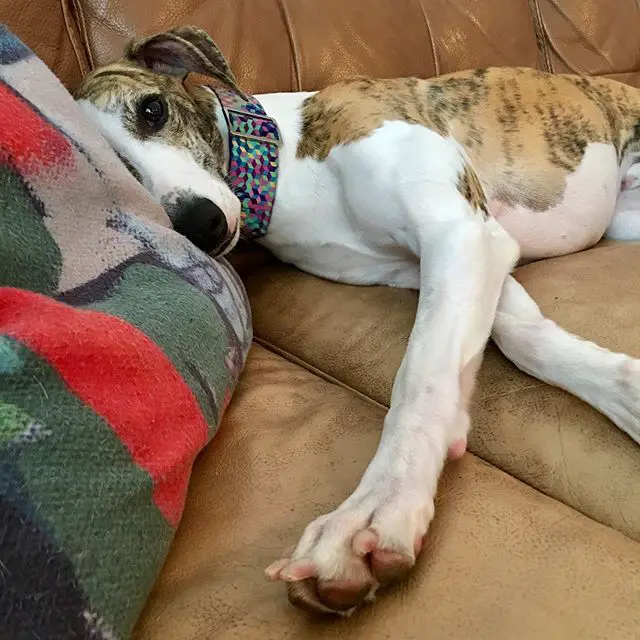 Whippet lying on the couch