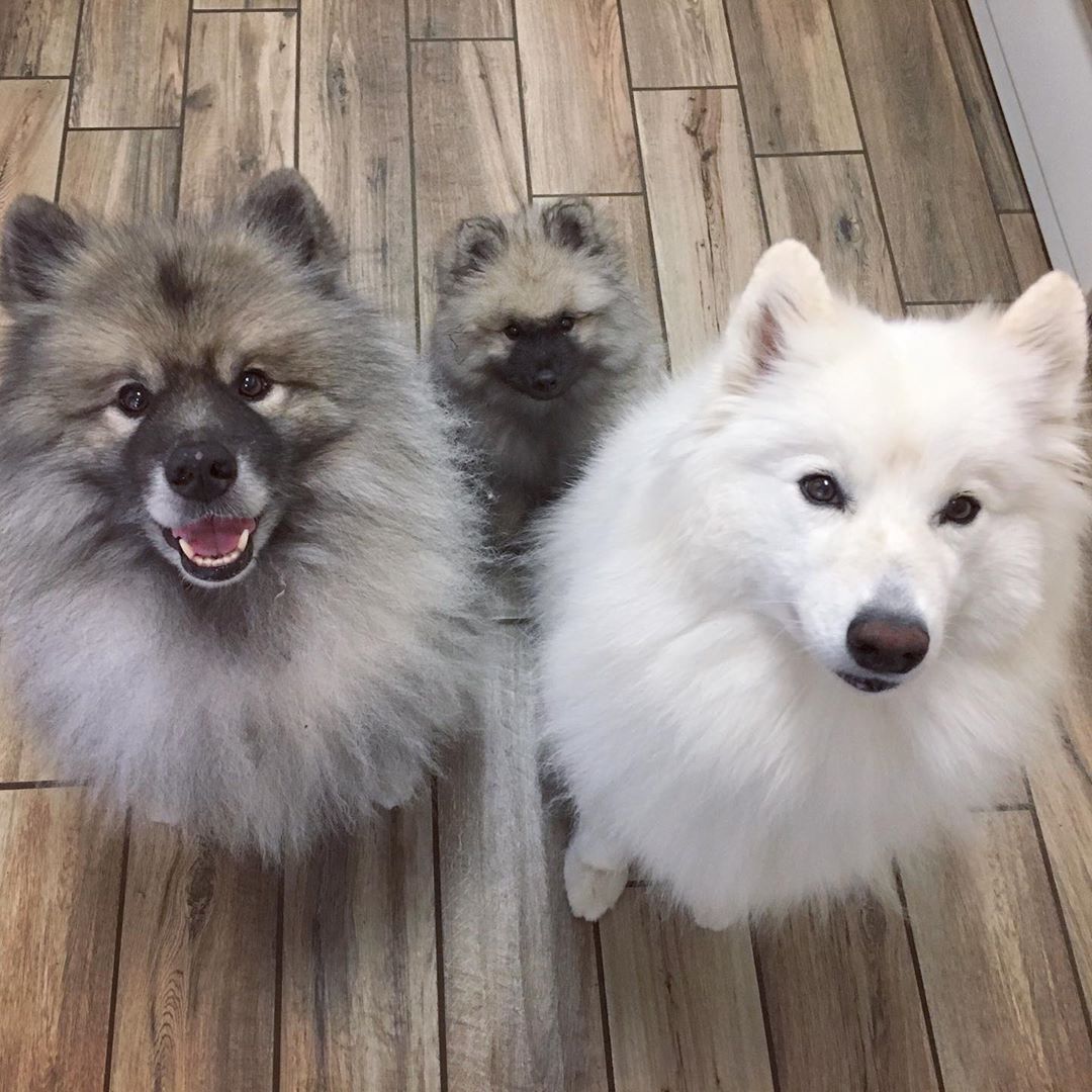 an adult and puppy Keeshond sitting on the floor with a samoyed dog while showing their begging faces