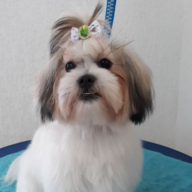 A Lhasa Apso sitting on its bed