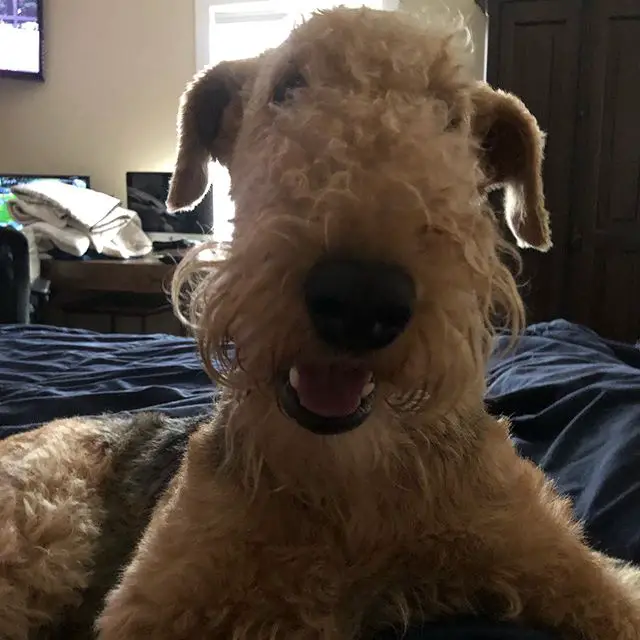 A happy Airedale Terrier lying on the bed