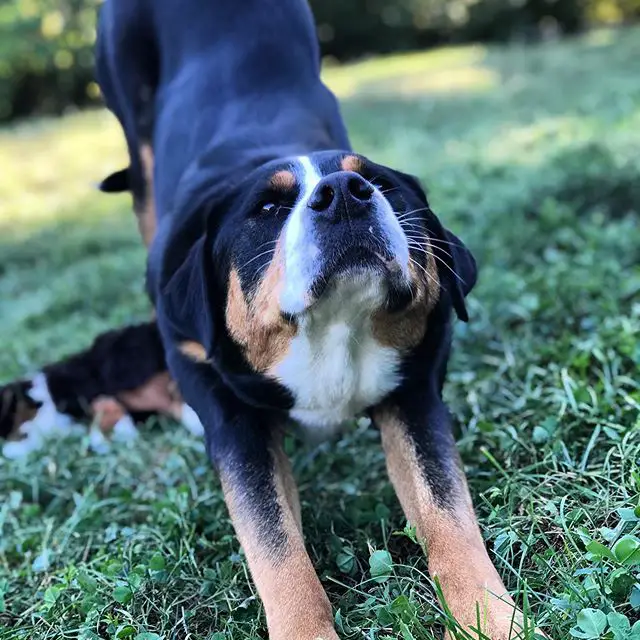 A Great Swiss Mountain Dog stretching in the yard