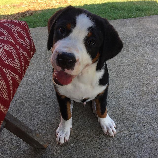 A Great Swiss Mountain puppy sitting on the pavement while smiling