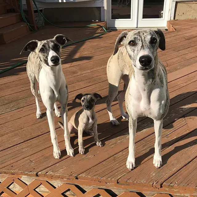two adult Whippets with a Whippet puppy sitting in between them
