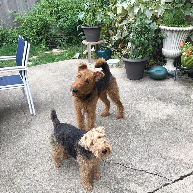 two Airedale Terriers standing on the pavement in the garden while tilting their heads