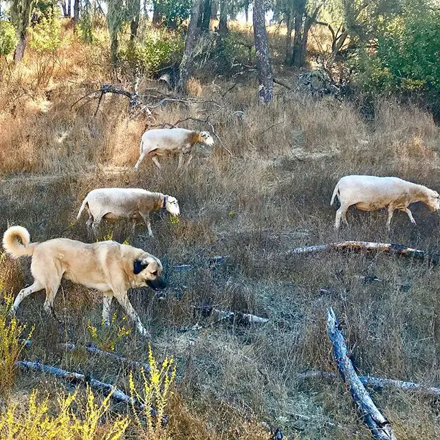 An Anatolian Shepherd walking in the grass along with the goat eating grass