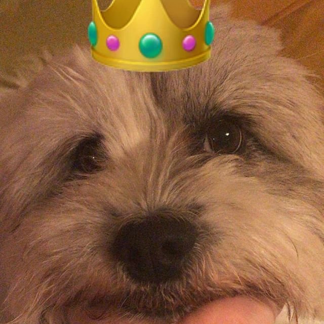 adorable face of a Lhasa Apso in the hand of a person