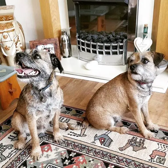 curious Border Terriers sitting on the floor