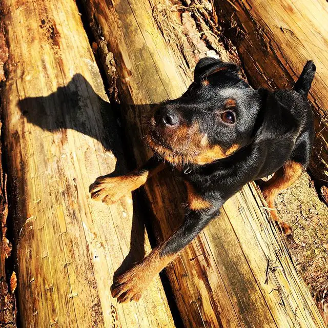 A Jagdterrier over the wooden trunk under the sun