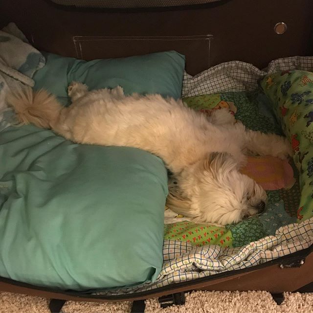 A Maltese sleeping soundly on its bed at night