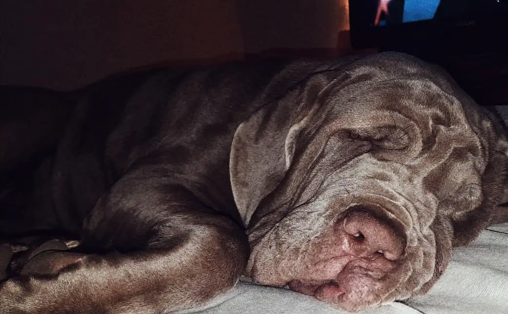 A Neapolitan Mastiff sleeping soundly on its bed at night