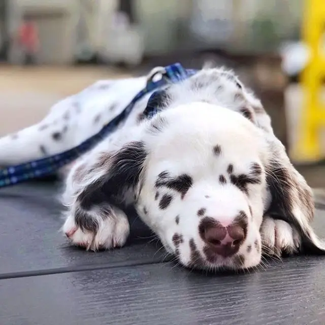 A Dalmatian puppy sleeping on the floor