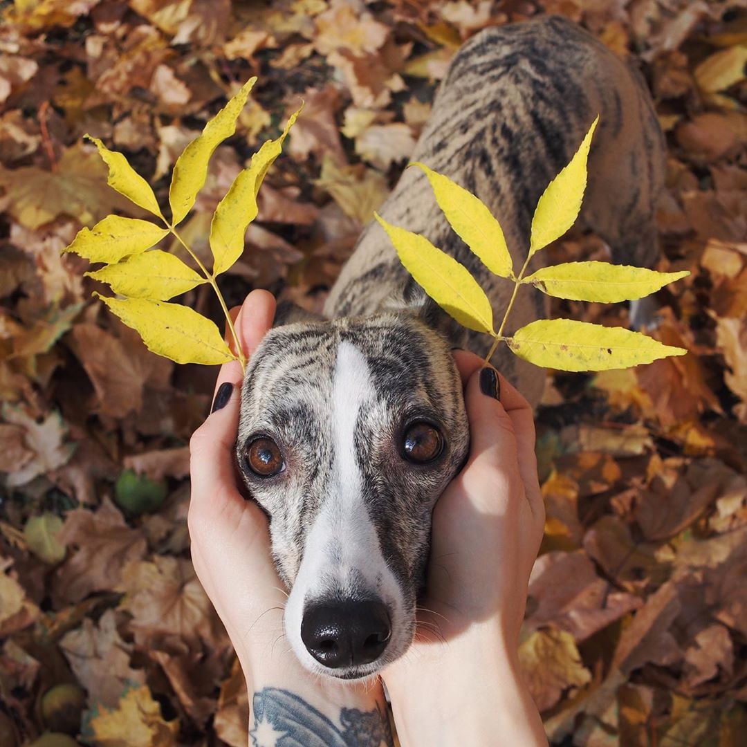 Whippet standing on the dried leaves while the hands of a woman is on the side of its face while holding a piece of dried leaves