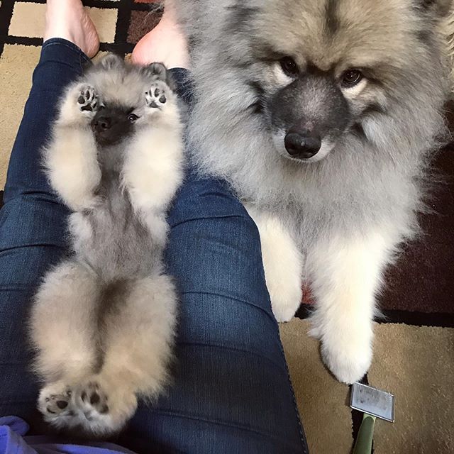 A Keeshond lying next to the woman sitting on the floor with a Keeshond puppy on her lap