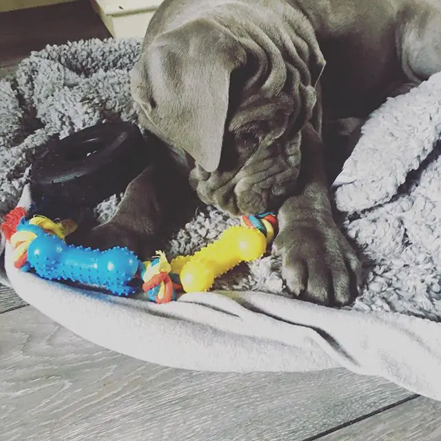 A Neapolitan Mastiff puppy lying on its bed wit hits toys