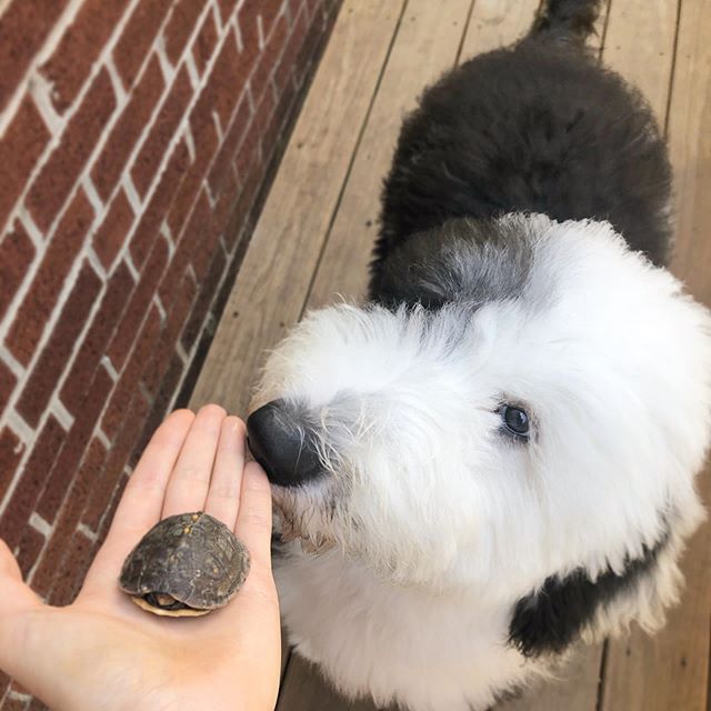 An Old English Sheepdog standing on the wooden floor while smelling the small turtle in the hand of a woman