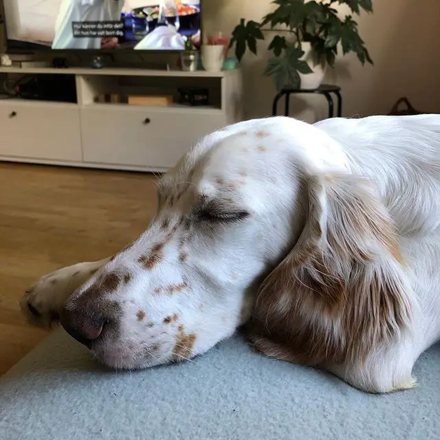 A English Setter lying down on the couch while sleeping