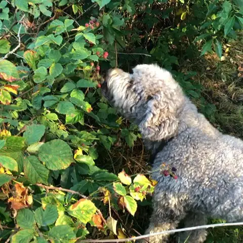 A Brussels Griffon smelling the berries in the forest