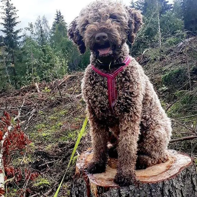 A Brussels Griffon sitting on top of a chopped trunk tree in the forest