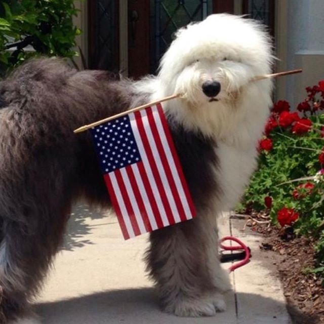 An Old English Sheepdog standing on the front door pathway while holding a USA flag with its mouth