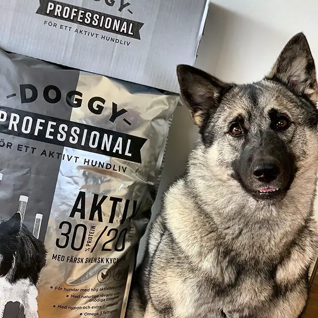 A Norwegian Elkhound sitting on the floor next to a sack of dog food