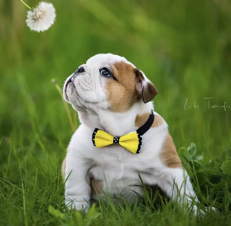 English Bulldog Puppy sitting on the green grass smelling the dandelion