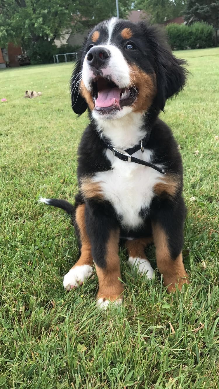 A Bernese Mountain puppy sitting on the grass while smiling