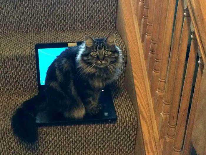 A Maine Coon Cat sitting on top of the laptop on the stairs