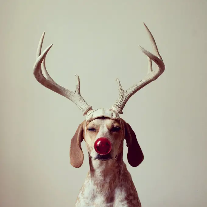 A Coonhound wearing a reindeer horn and red nose