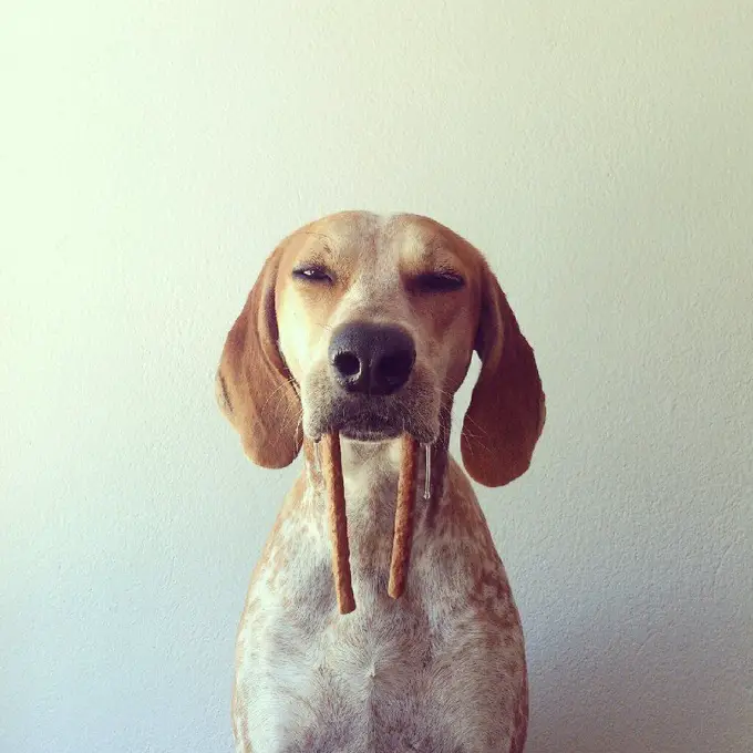 A Coonhound with treat stuck in its mouth