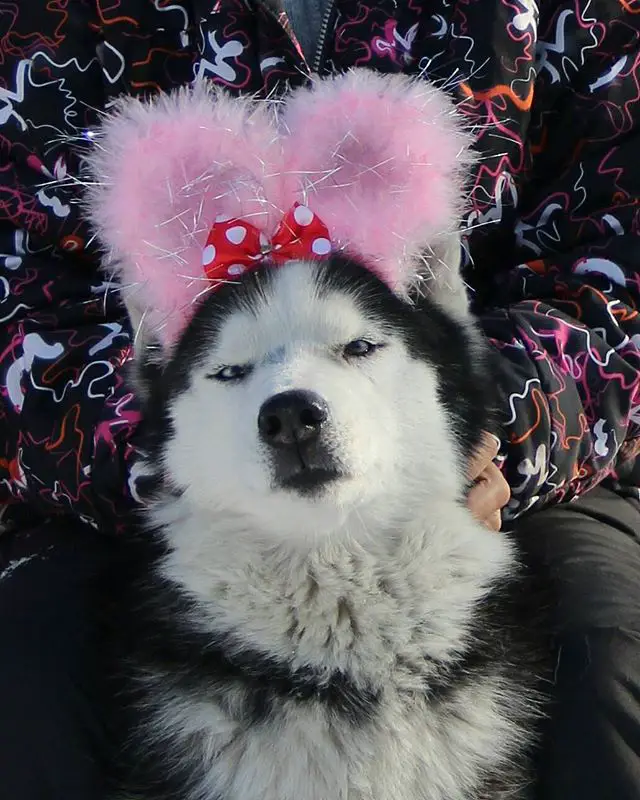 A Husky lying on the bed while wearing a cute pink bunny ears with ribbon