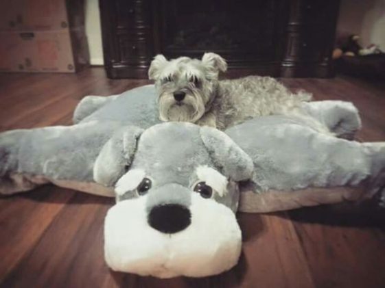 Schnauzers puppy and a teddy bear