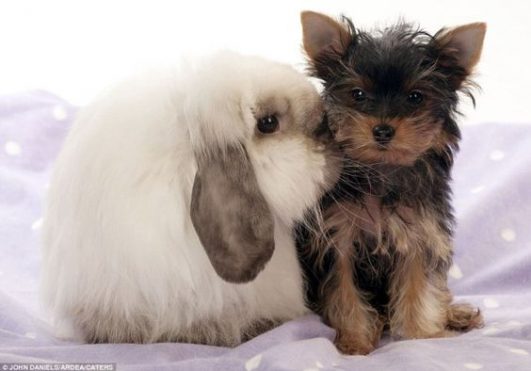 A rabit kissing Yorkshire Terrier