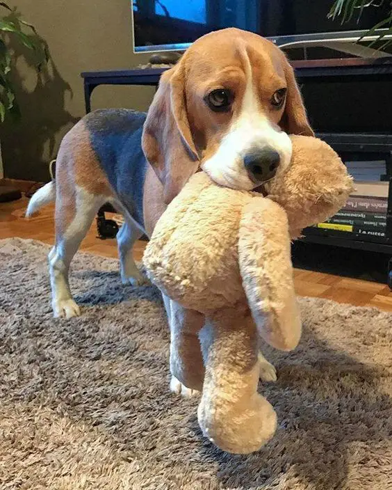 Beagle carrying a toy in its mouth