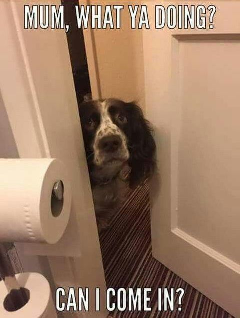 Springer Spaniel peeking behind the door with a text 