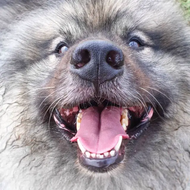 happy face of a Keeshond