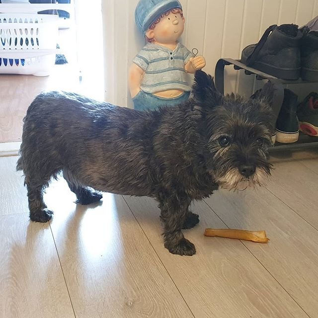 A Cairn Terrier standing on the floor with a french frise in front of him