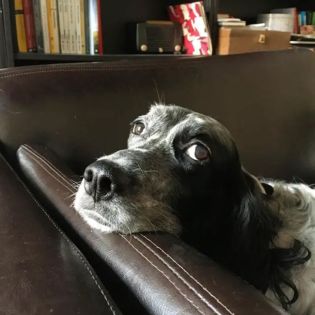 A English Setter lying on the couch