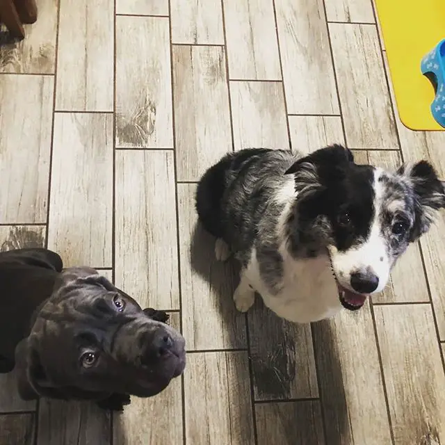 A Neapolitan Mastiff puppy sitting on the floor next to another dog with their begging faces