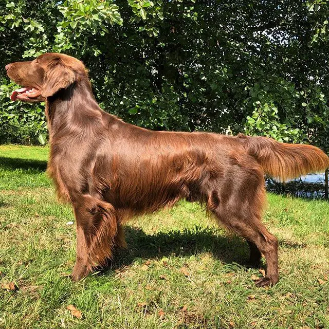 brown Flat Coated Retriever looking on the side